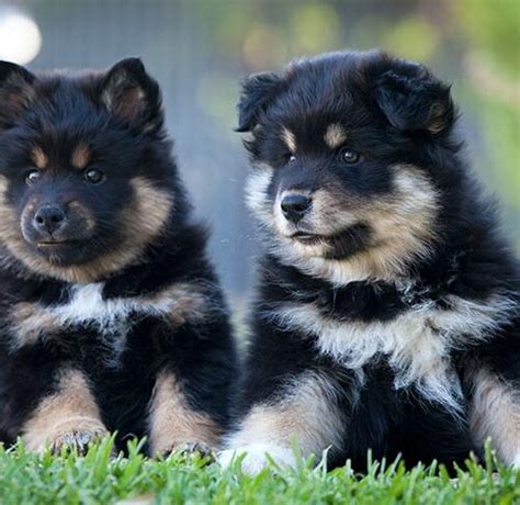 finnish lapphund gucci|finnish lapphund weight.